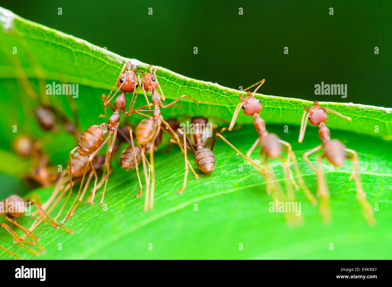 Weberameisen oder grüne Ameisen (Oecophylla Smaragdina) arbeiten zusammen, bauen eine Nest in Thailand Stockfoto