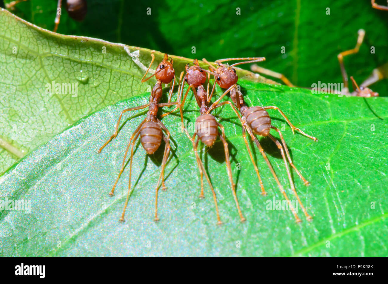 Weberameisen oder grüne Ameisen (Oecophylla Smaragdina) arbeiten zusammen, bauen eine Nest in Thailand Stockfoto