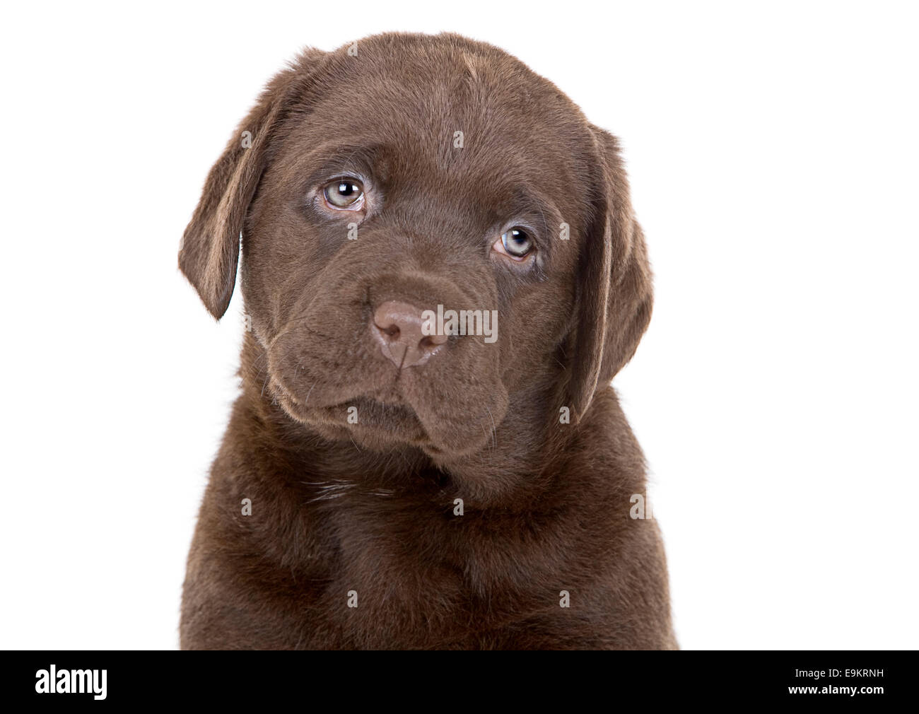 Chocolate Labrador Welpen Stockfoto