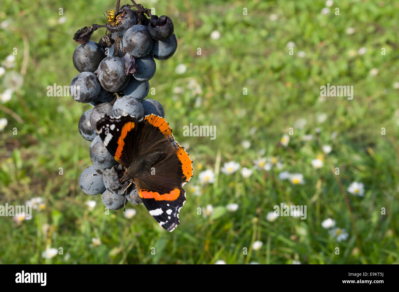 Roter Admiral Schmetterling und gemeinsame Wespe blaue Trauben essen Stockfoto