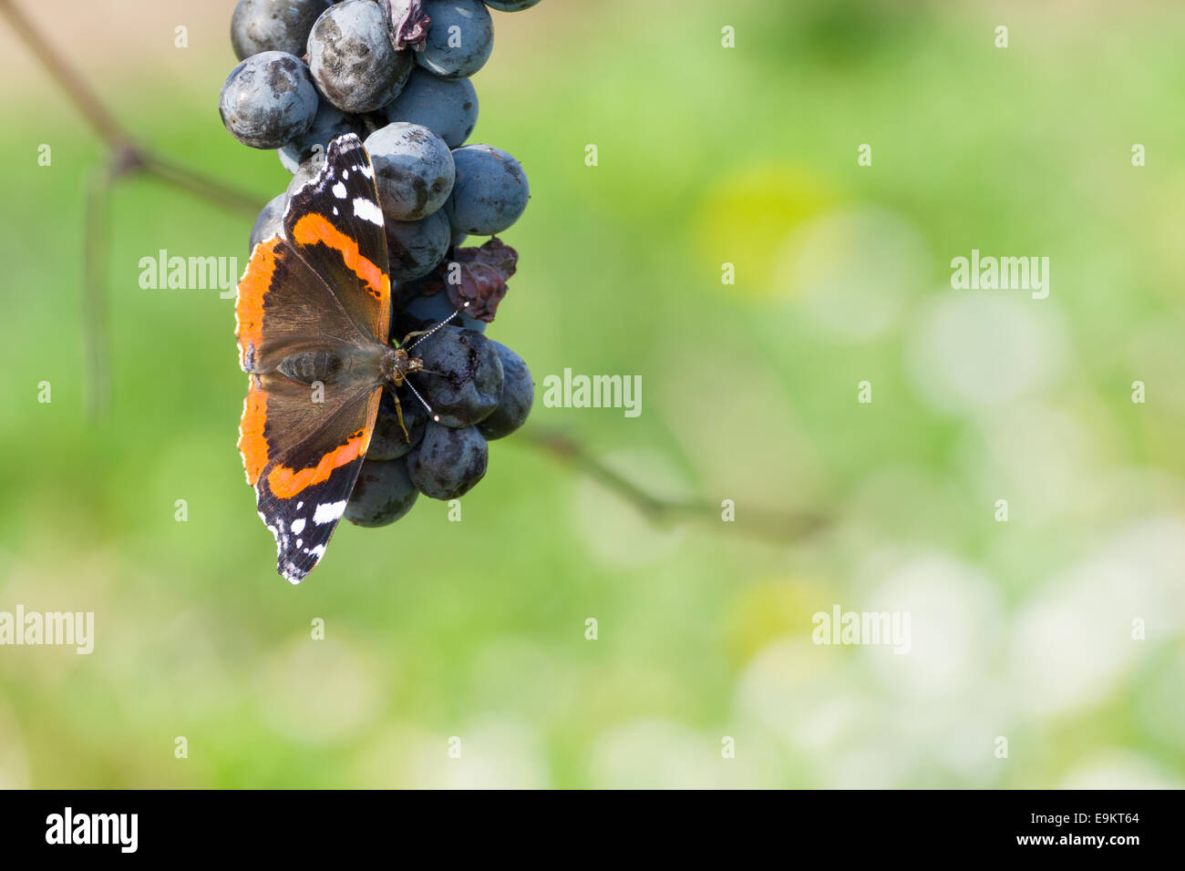 Roter Admiral Schmetterling Essen Blaue Trauben Mit Unscharfen Hintergrund Stockfotografie Alamy