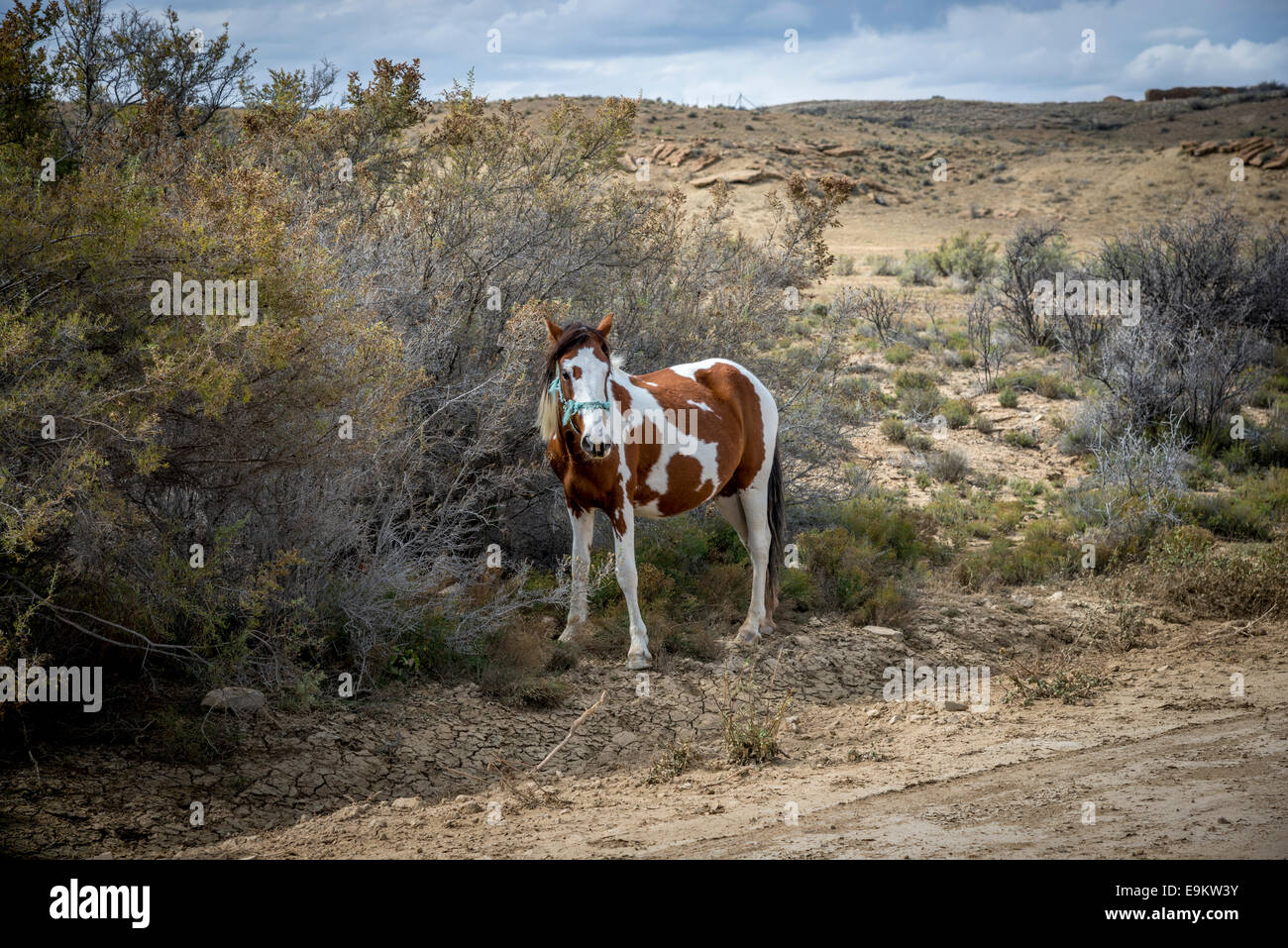 Pinto Stute auf der Navajo Indianer Reservation in West Virginia, in der Nähe von Chaco Canyon, USA Stockfoto