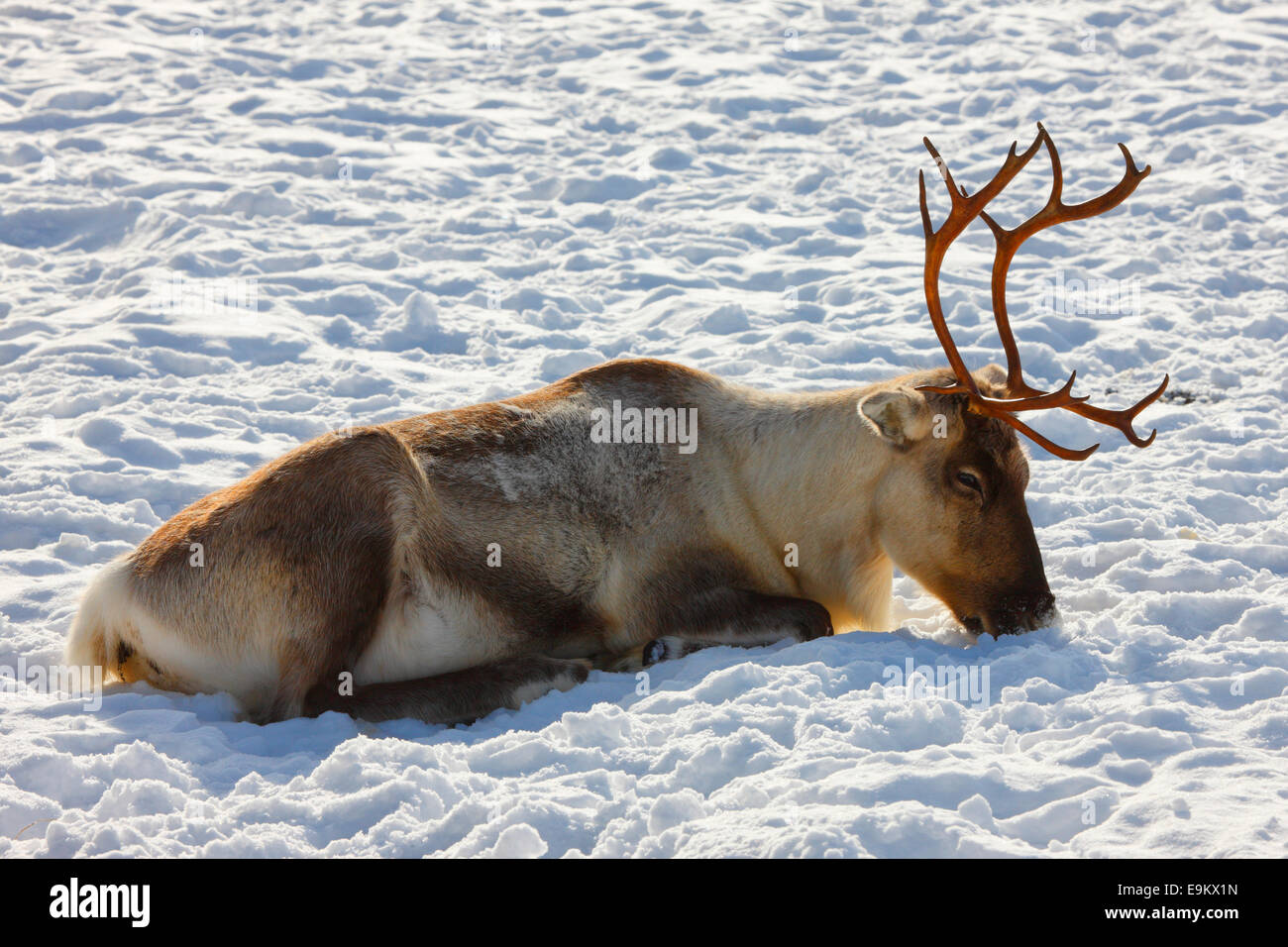 Rentier nahe bis - Lappland Finnland Stockfoto