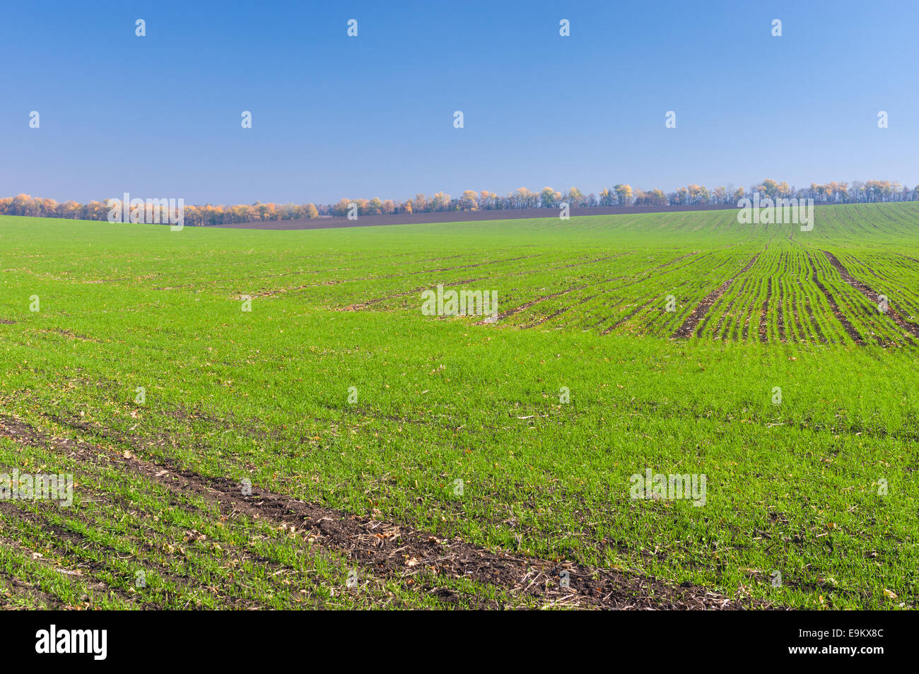 Feldern mit Wintergetreide in die Zentralukraine Stockfoto