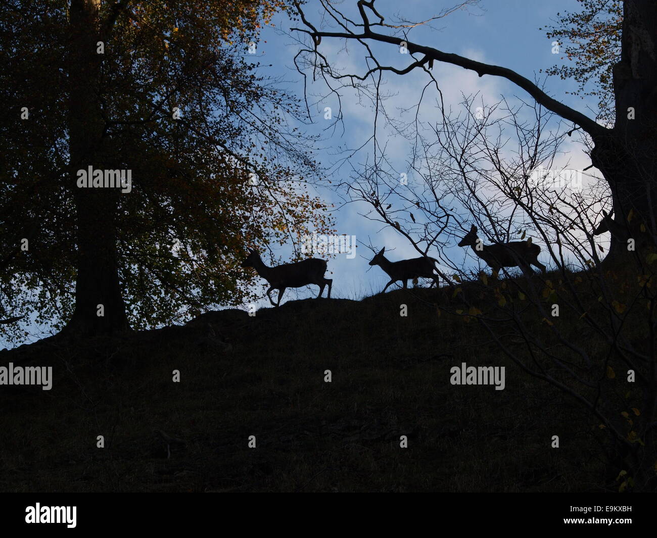 Hirsch auf Skyline ausgeführt. Stockfoto
