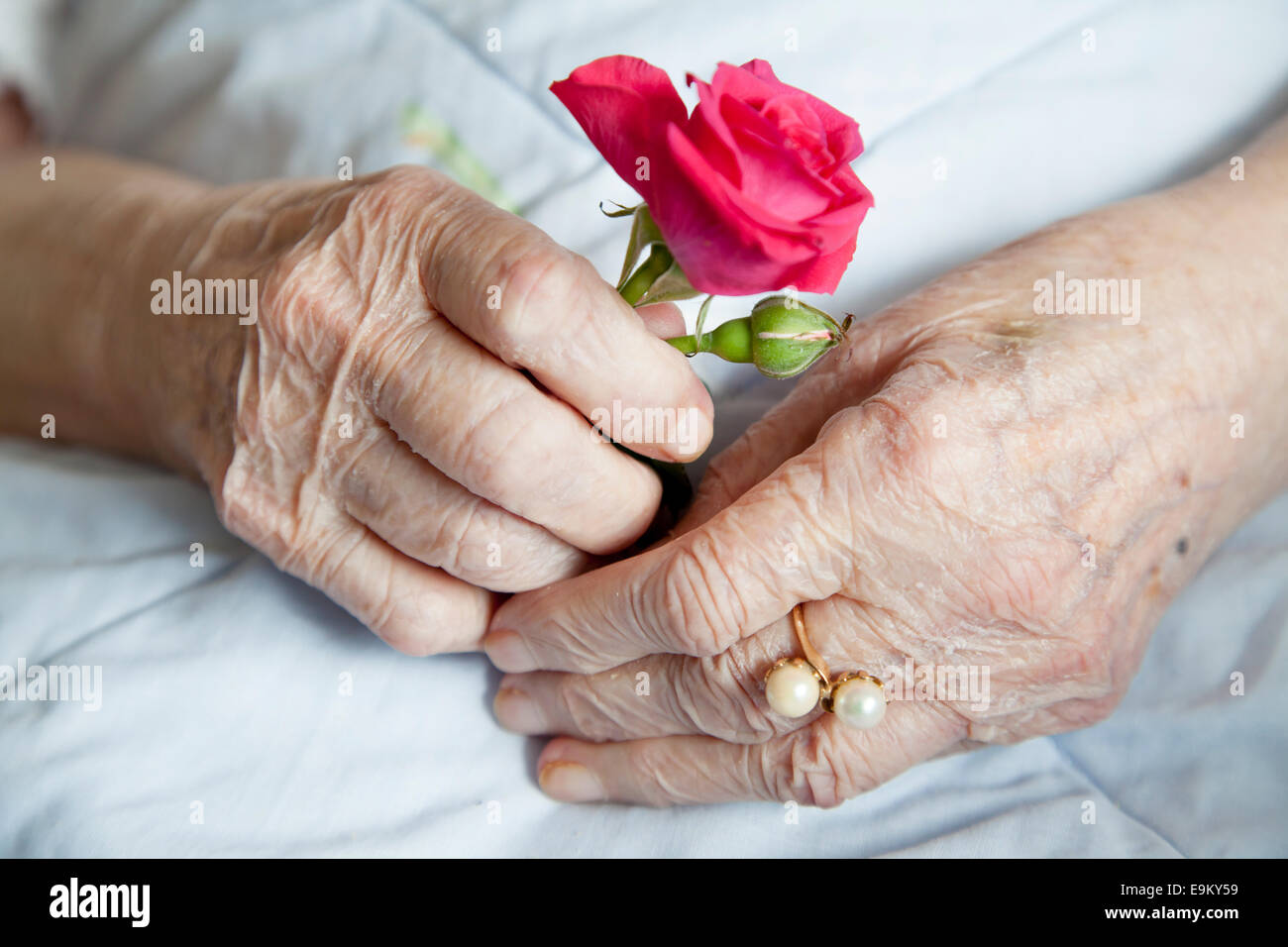 Händen der 92 Jahre alte Dame mit schönen stieg Stockfoto
