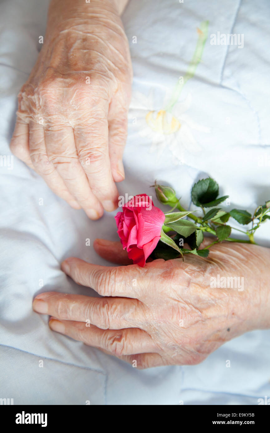 Händen der 92 Jahre alte Dame mit schönen stieg Stockfoto