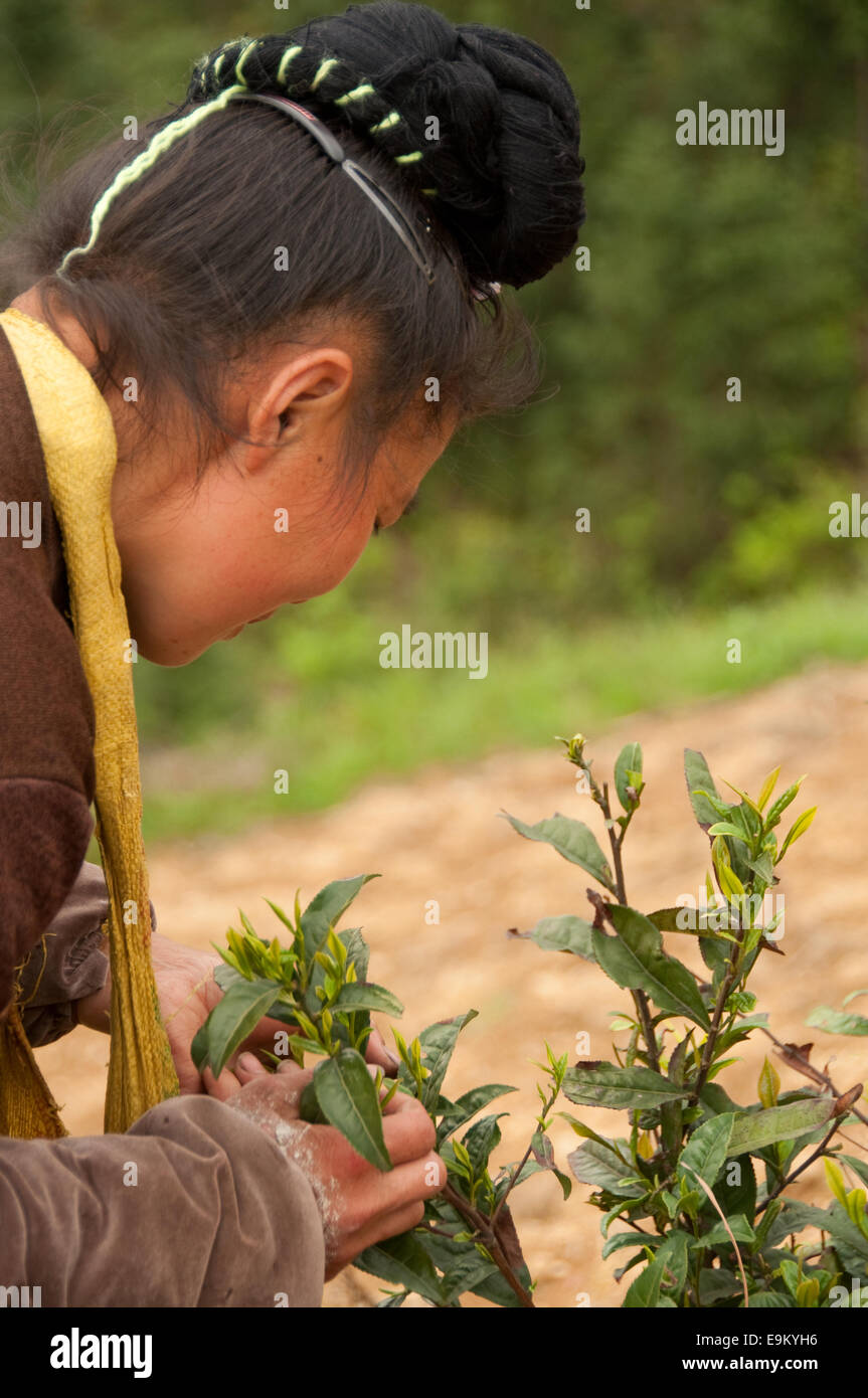 Miao Frau Kommissionierung Tee Blätter, Xijiang, Guizhou Provinz, China Stockfoto