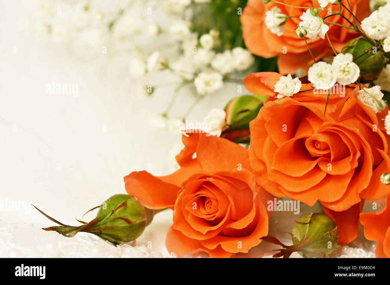 Orange Rosen auf weißem Hintergrund Stockfoto