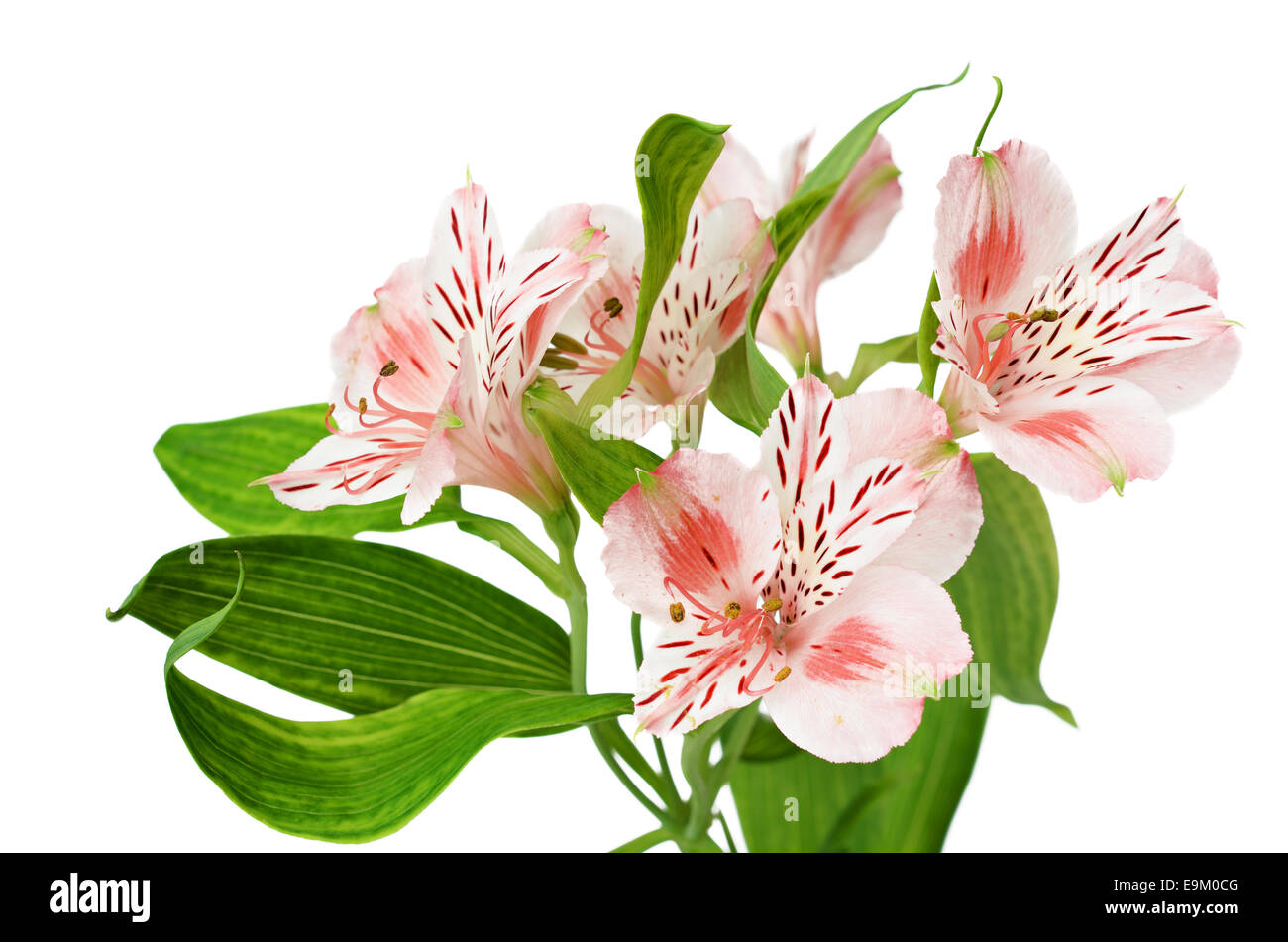 Alstroemeria Blumen isoliert auf weiss Stockfoto Alstroemeria Blumen isoliert auf weiss Stockfoto