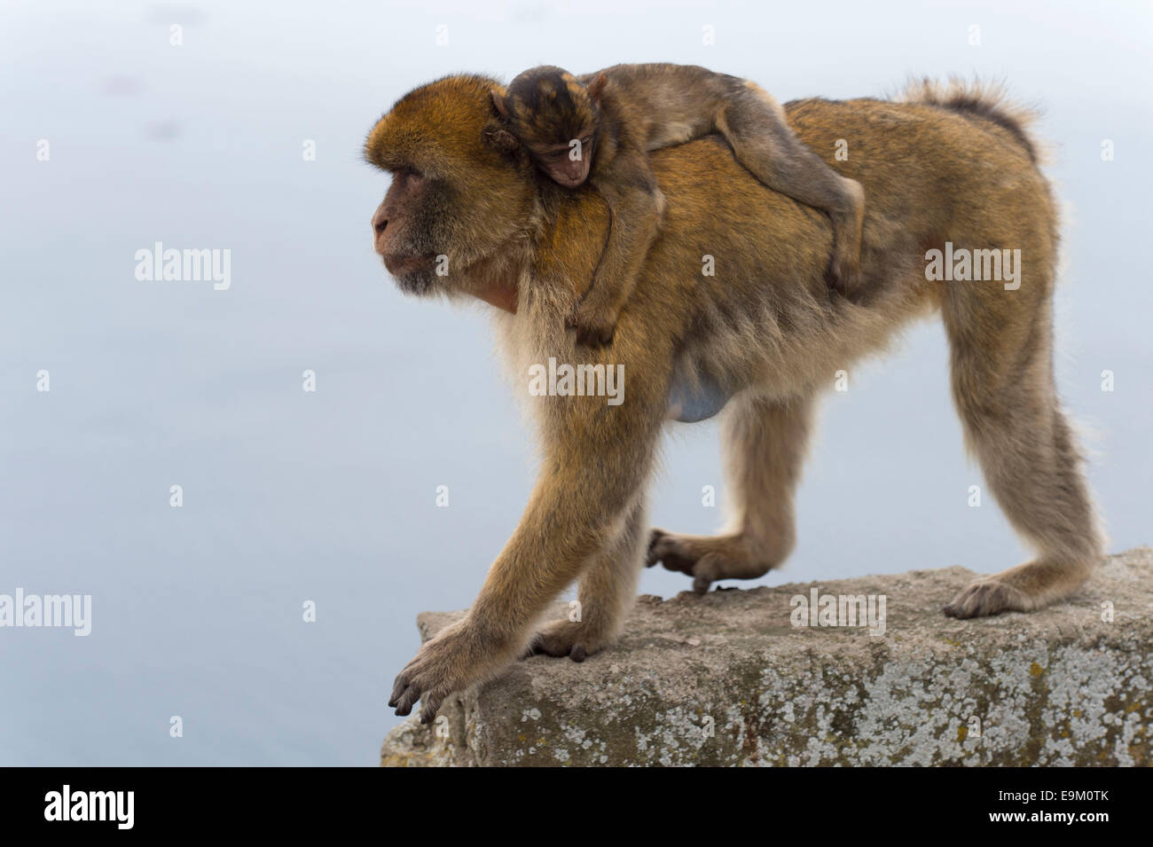 Ein Barbary Macaque Affen auf dem Felsen von Gibraltar. Stockfoto