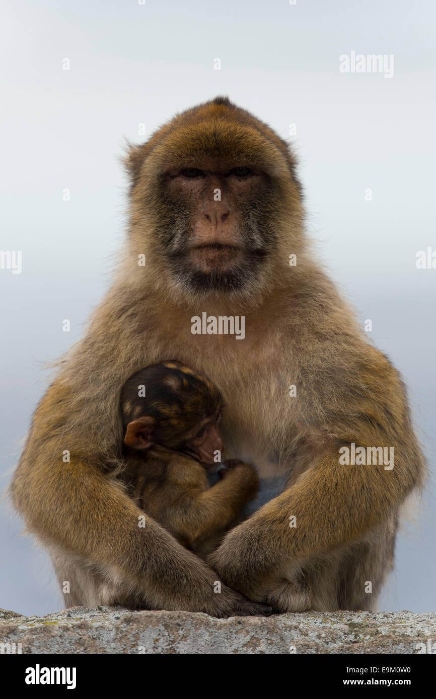 Ein Barbary Macaque Affen auf dem Felsen von Gibraltar. Stockfoto