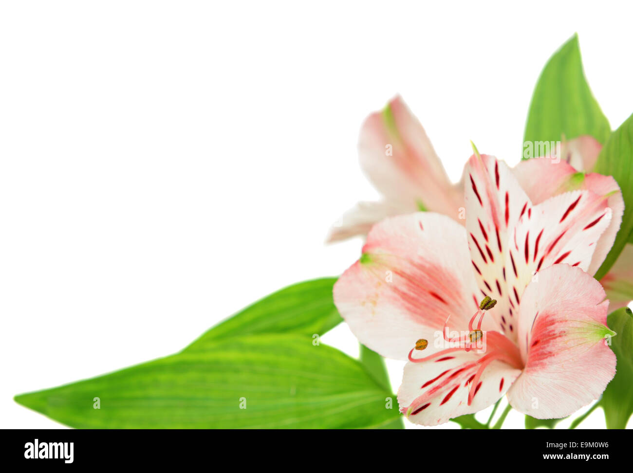 Alstroemeria Blumen isoliert auf weiss Stockfoto Alstroemeria Blumen isoliert auf weiss Stockfoto