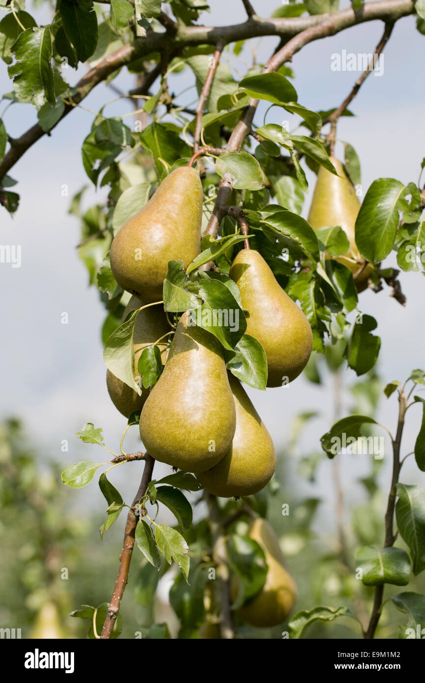 Pyrus Communis. Conference-Birne auf dem Baum. Stockfoto