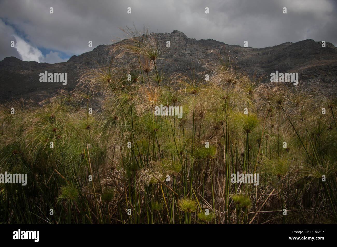 Gräser in Stellenbosch, Südafrika, mit Bergen im Hintergrund. Stockfoto