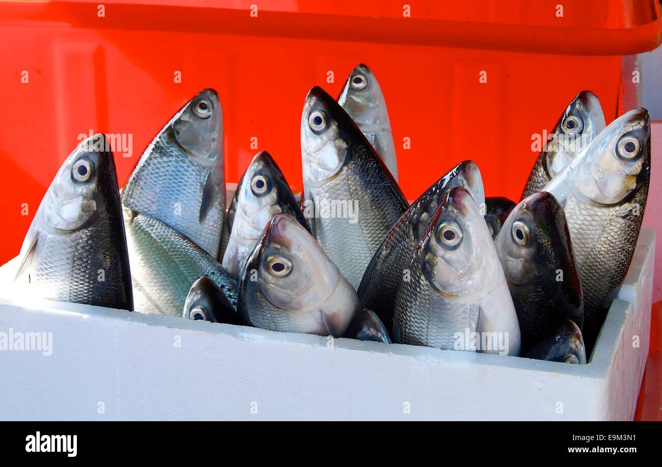 Frischen Milkfish zum Verkauf auf dem Markt Stockfoto