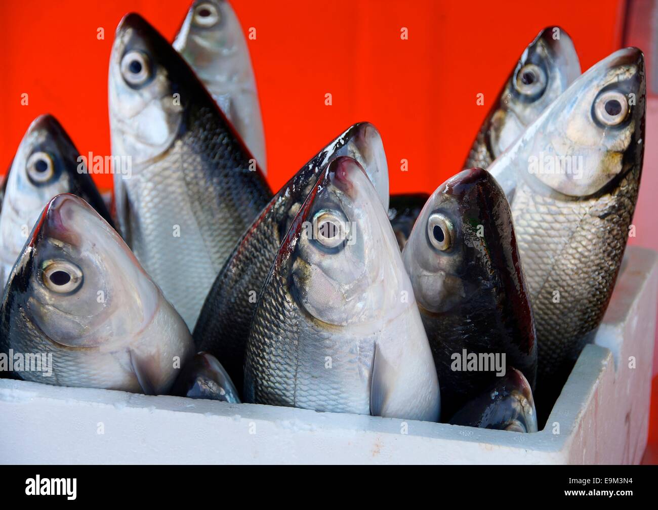 Frischen Milkfish zum Verkauf auf dem Markt Stockfoto