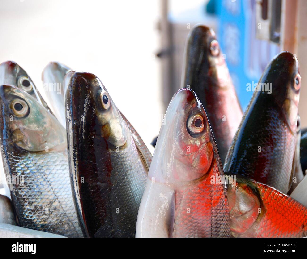 Frischen Milkfish zum Verkauf auf dem Markt Stockfoto