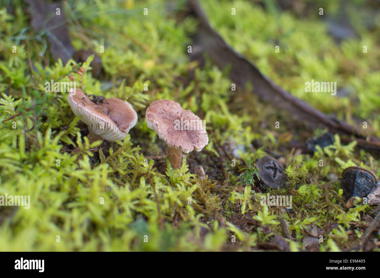 Braune Champignons in Moos Stockfoto