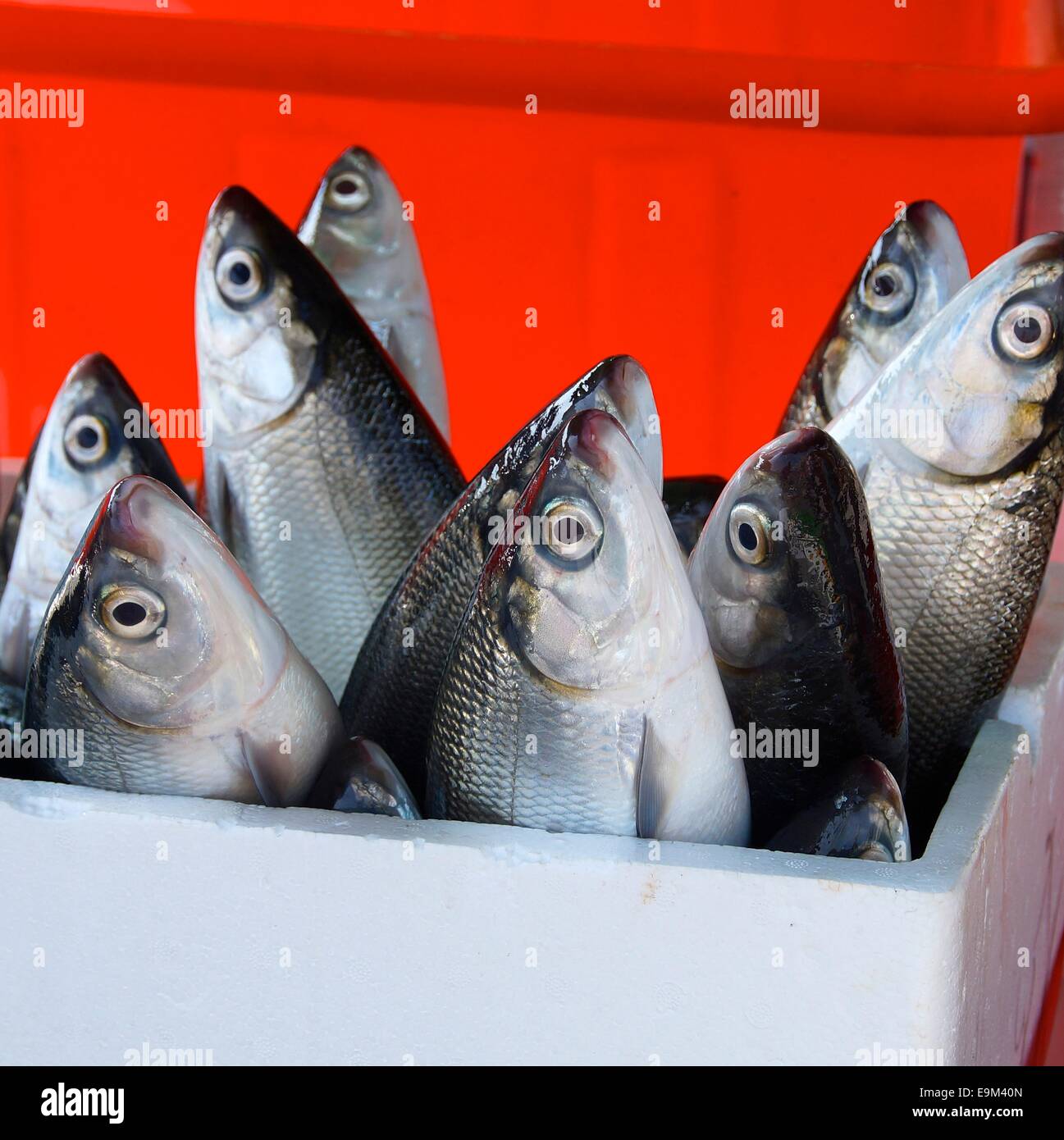 Frischen Milkfish zum Verkauf auf dem Markt Stockfoto