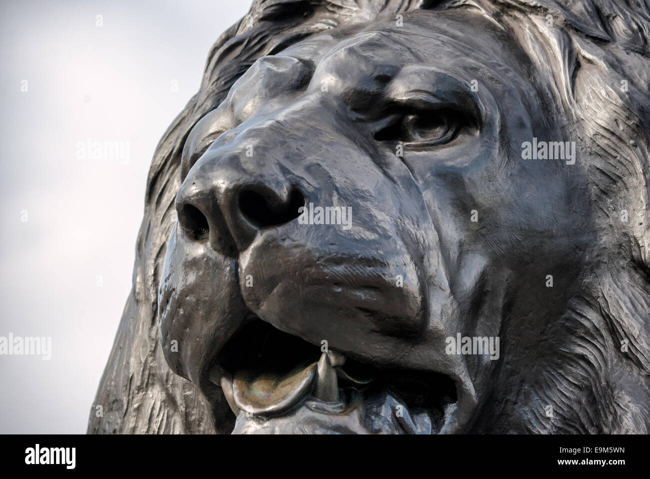 Landseer Lion Trafalgar Square London // LONDON, Vereinigtes Königreich — eine der vier großen bronzenen Löwenstatuen, bekannt als die Landseer Lions, bewacht die Basis der Nelson's Column auf dem Trafalgar Square im Zentrum von London. Diese ikonischen Skulpturen wurden von Sir Edwin Landseer entworfen und von Baron Marochetti nach Jahren der Verzögerungen gegossen. Die zwischen 1867 und 1868 installierten Löwen sind zu Symbolen britischer Stärke geworden und gehören zu den meistfotografierten öffentlichen Skulpturen in London. Die Löwen sitzen auf Granitsockeln an jeder Ecke des Säulensockels, wobei jede Skulptur etwa 20 Fuß lang ist. Tr Stockfoto