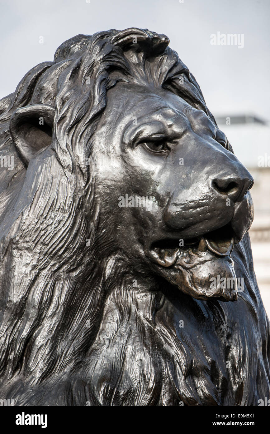 Landseer Lion Trafalgar Square London England // LONDON, Vereinigtes Königreich — eine der vier großen bronzenen Löwenstatuen, bekannt als die Landseer Lions, bewacht die Basis der Nelson's Column auf dem Trafalgar Square im Zentrum von London. Diese ikonischen Skulpturen wurden von Sir Edwin Landseer entworfen und von Baron Marochetti nach Jahren der Verzögerungen gegossen. Die zwischen 1867 und 1868 installierten Löwen sind zu Symbolen britischer Stärke geworden und gehören zu den meistfotografierten öffentlichen Skulpturen in London. Die Löwen sitzen auf Granitsockeln an jeder Ecke des Säulensockels, wobei jede Skulptur etwa 20 Fuß misst Stockfoto