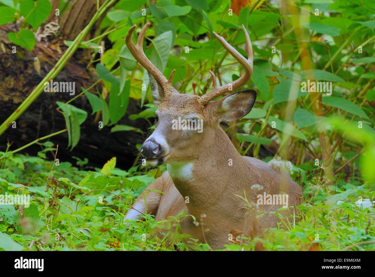 Whitetail Deer Buck gebettet in einem Gebüsch. Stockfoto