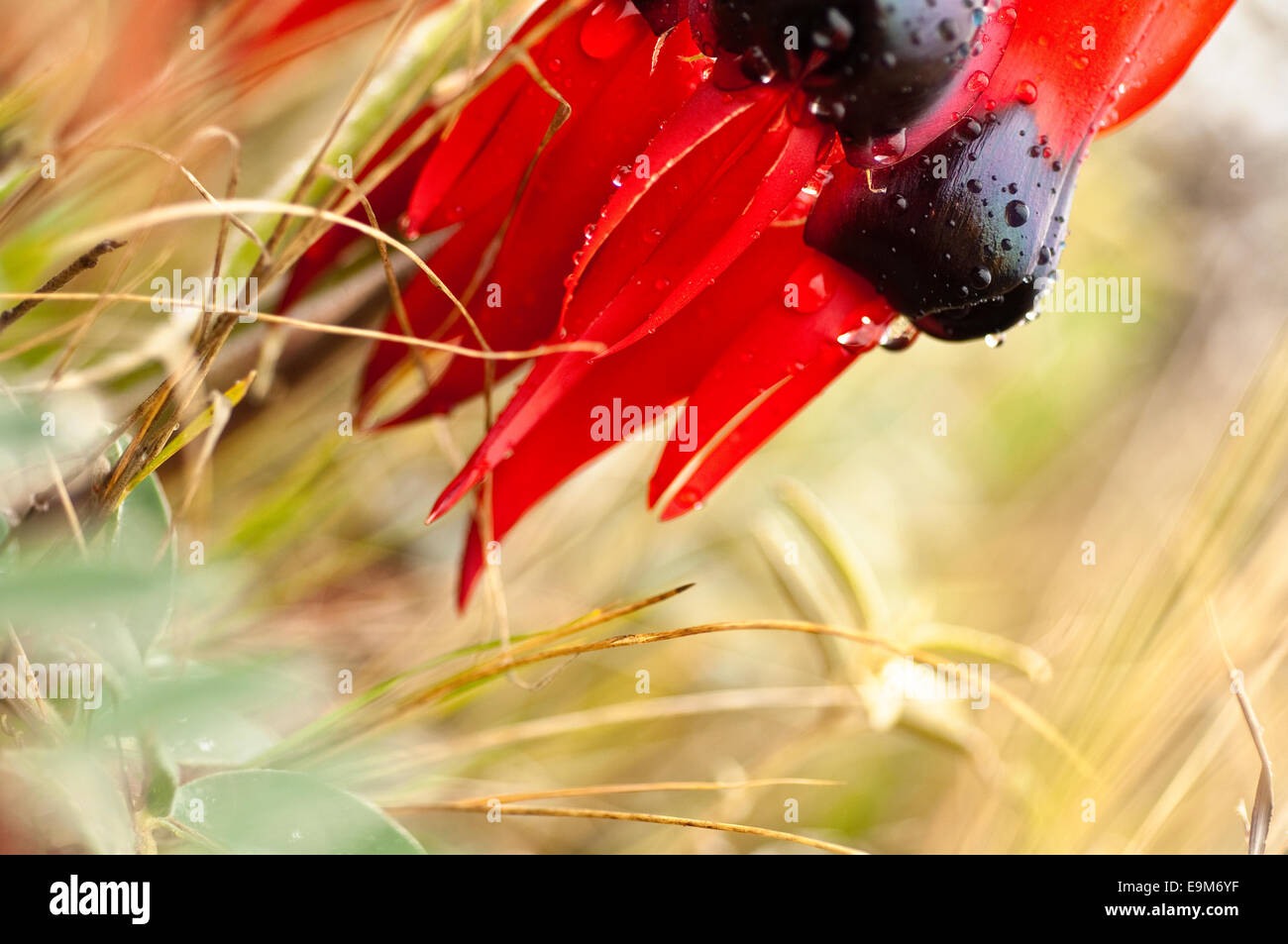 Die Sturt Desert Pea Blumen, gebürtig aus allen Festland australischen Bundesstaaten mit Ausnahme von Victoria. Blumenemblem von Süd Au Stockfoto