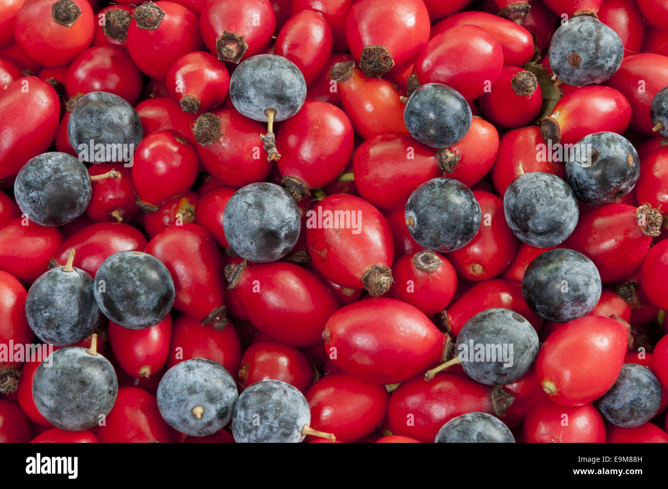 Haufen von Hund Hagebutten/Heps gemischt mit schwarzen Dorn Beeren closeup Stockfoto