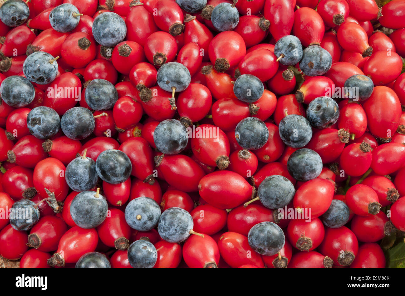 Haufen von Hund Hagebutten/Heps gemischt mit schwarzen Dorn Beeren closeup Stockfoto