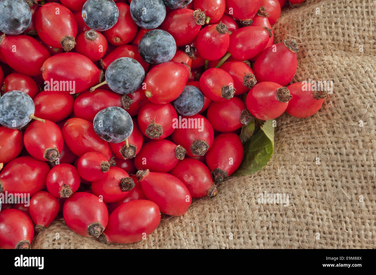 Haufen von Hund Hagebutten/Heps gemischt mit schwarzen Dorn Beeren Closeup auf Jute-Hintergrund Stockfoto