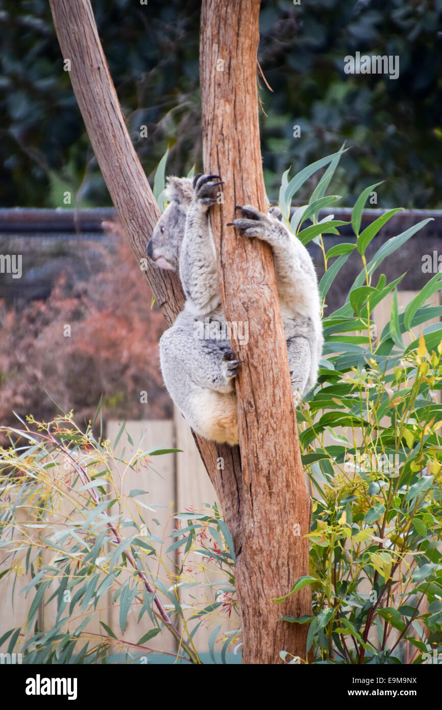 Australische Tiere Stockfoto