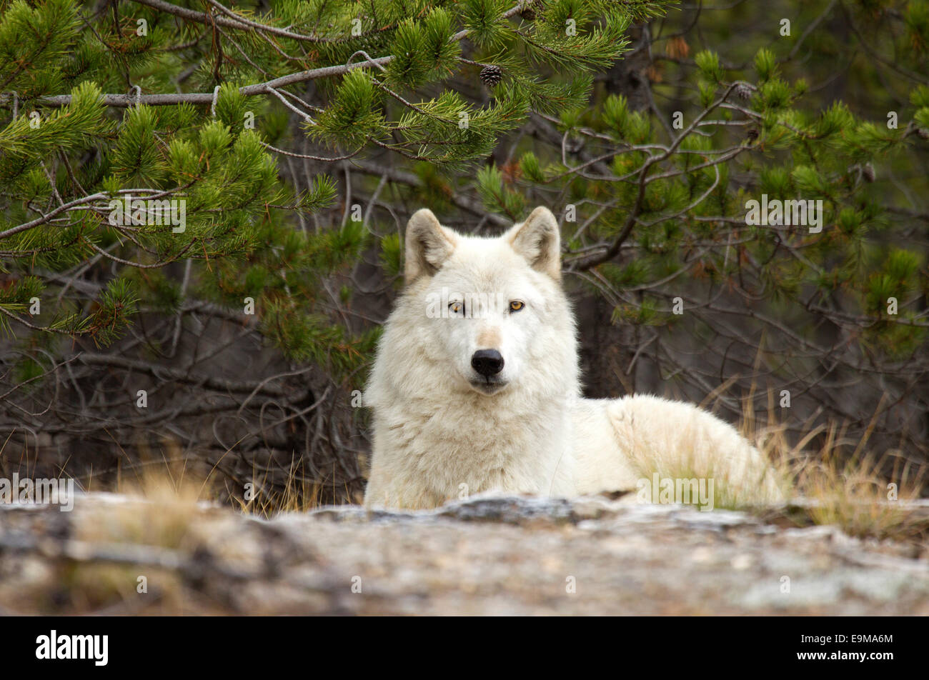 White Wolf Yellowstone-Nationalpark Stockfoto