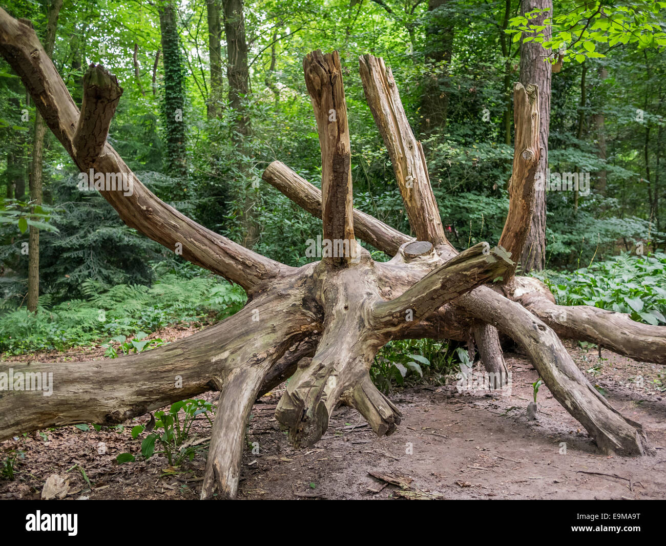 Senkung der Toten Baum mit großen Ästen in alle Richtungen Stockfoto