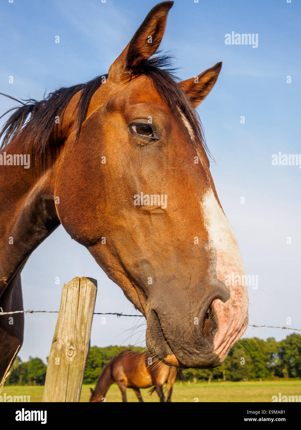 Nahaufnahme eines glänzenden braunen Pferdes in der Sonne Stockfoto