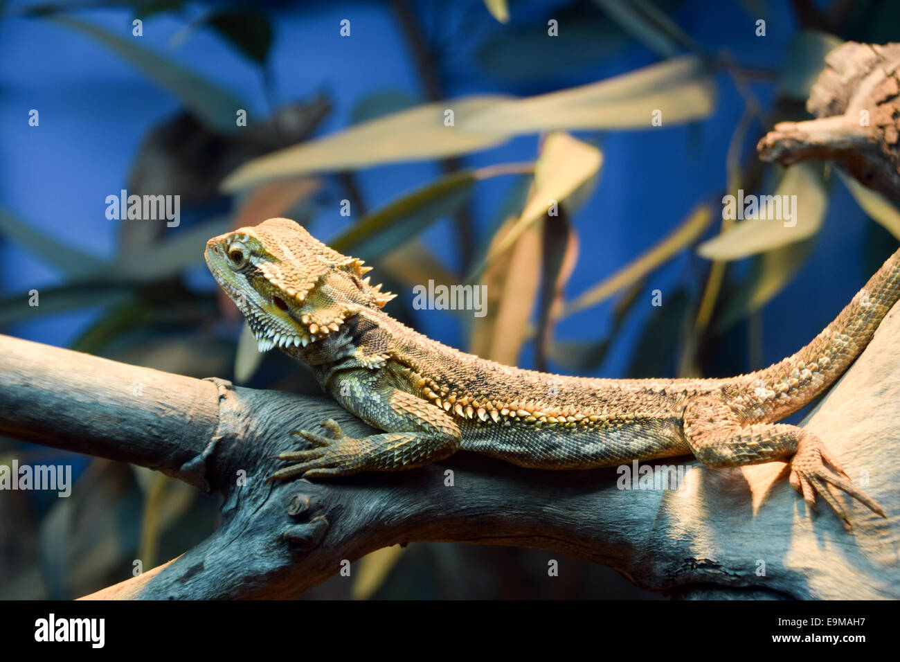 Australische Tiere Stockfoto