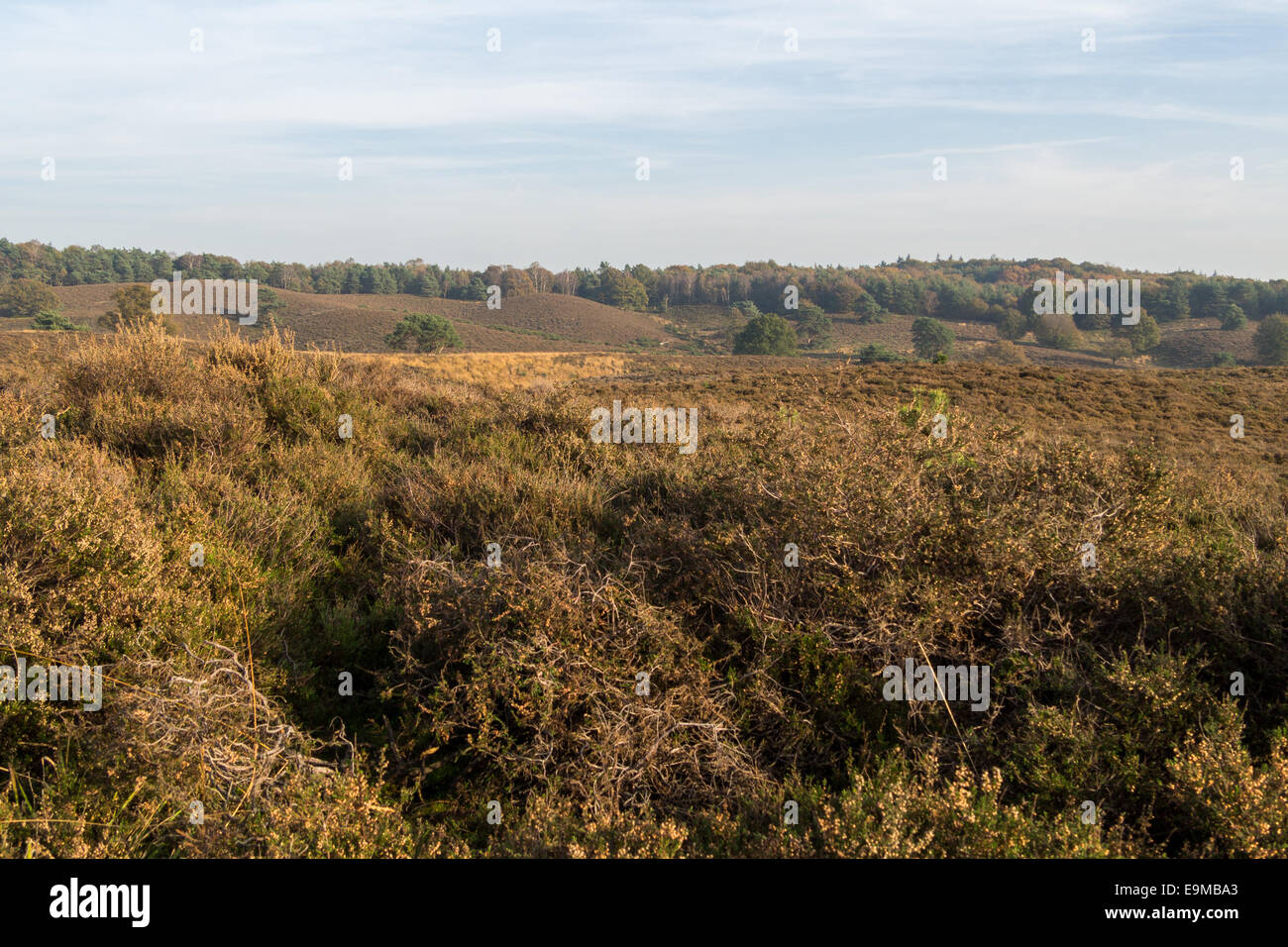 Blick über niederländische Heide Bereich im Herbst Stockfoto