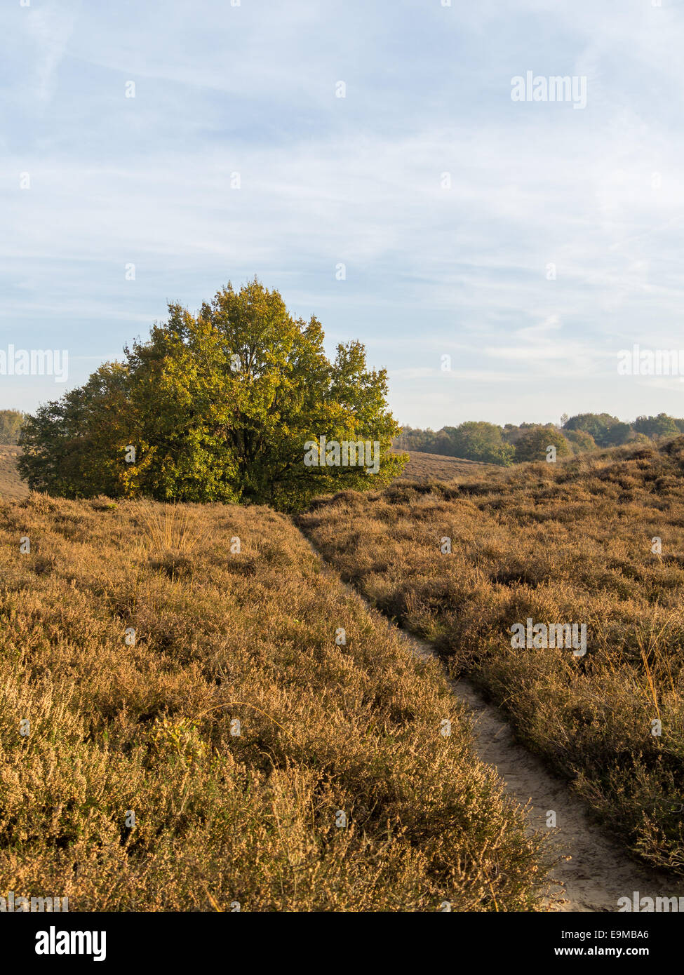 einsamen Weg durch niederländische Reserve und Heide Naturgebiet in Herbstfarben Stockfoto