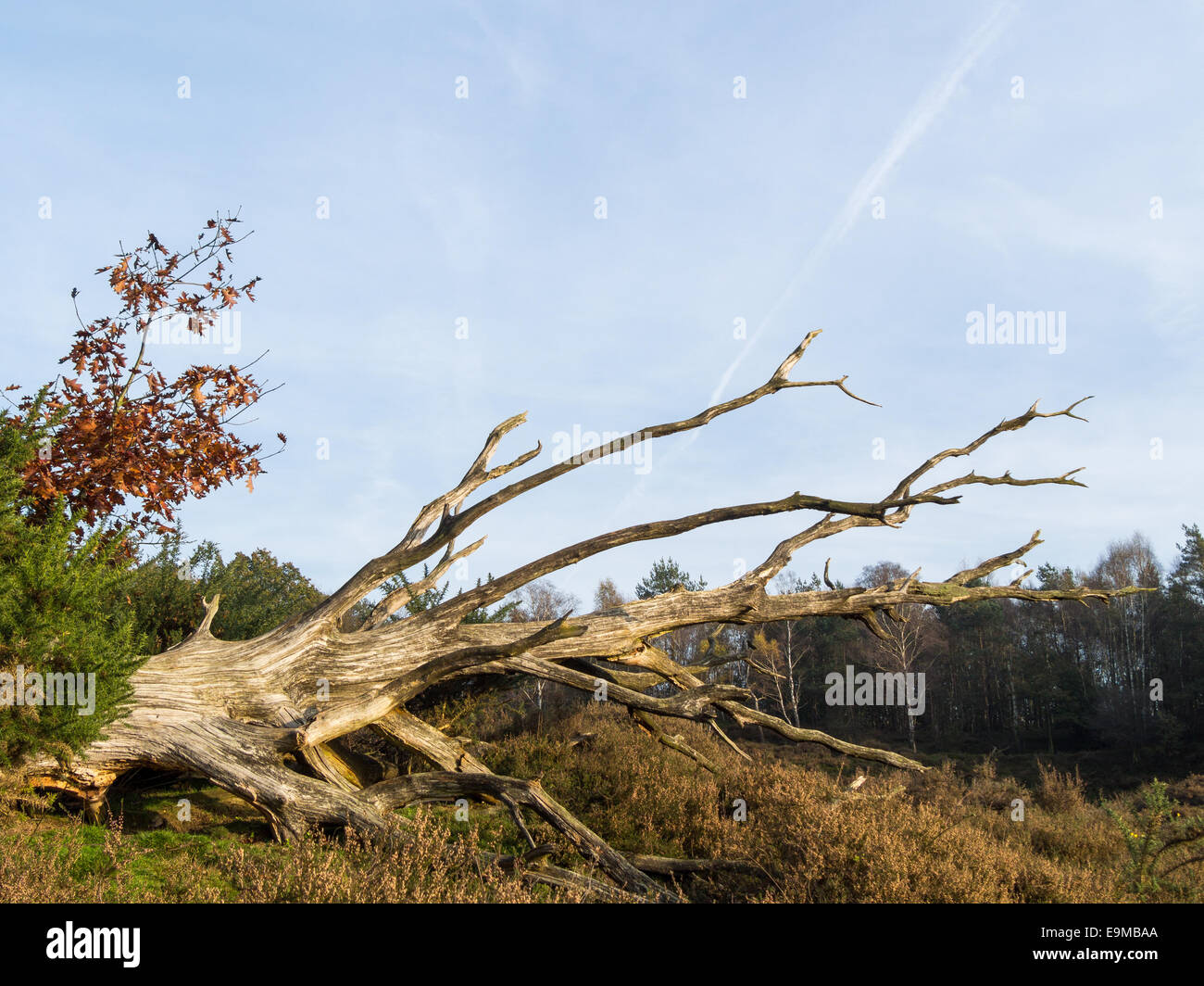 Gefallenen toten Baum liegen im Bereich der Heide in Herbstfarben Stockfoto