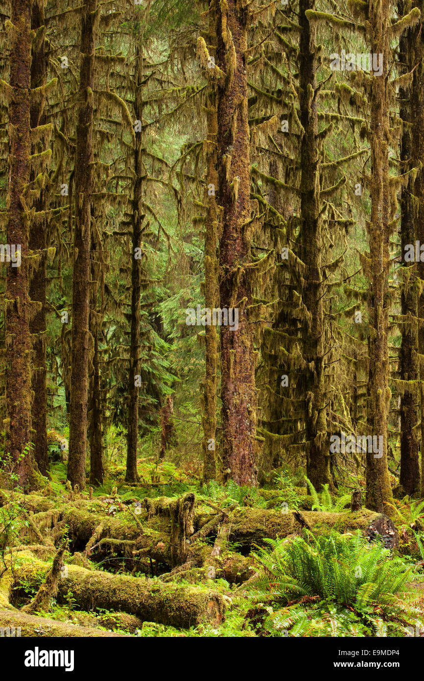 Hoh Regenwald, Olympic National Park, Gabeln, Washington, United States Stockfoto