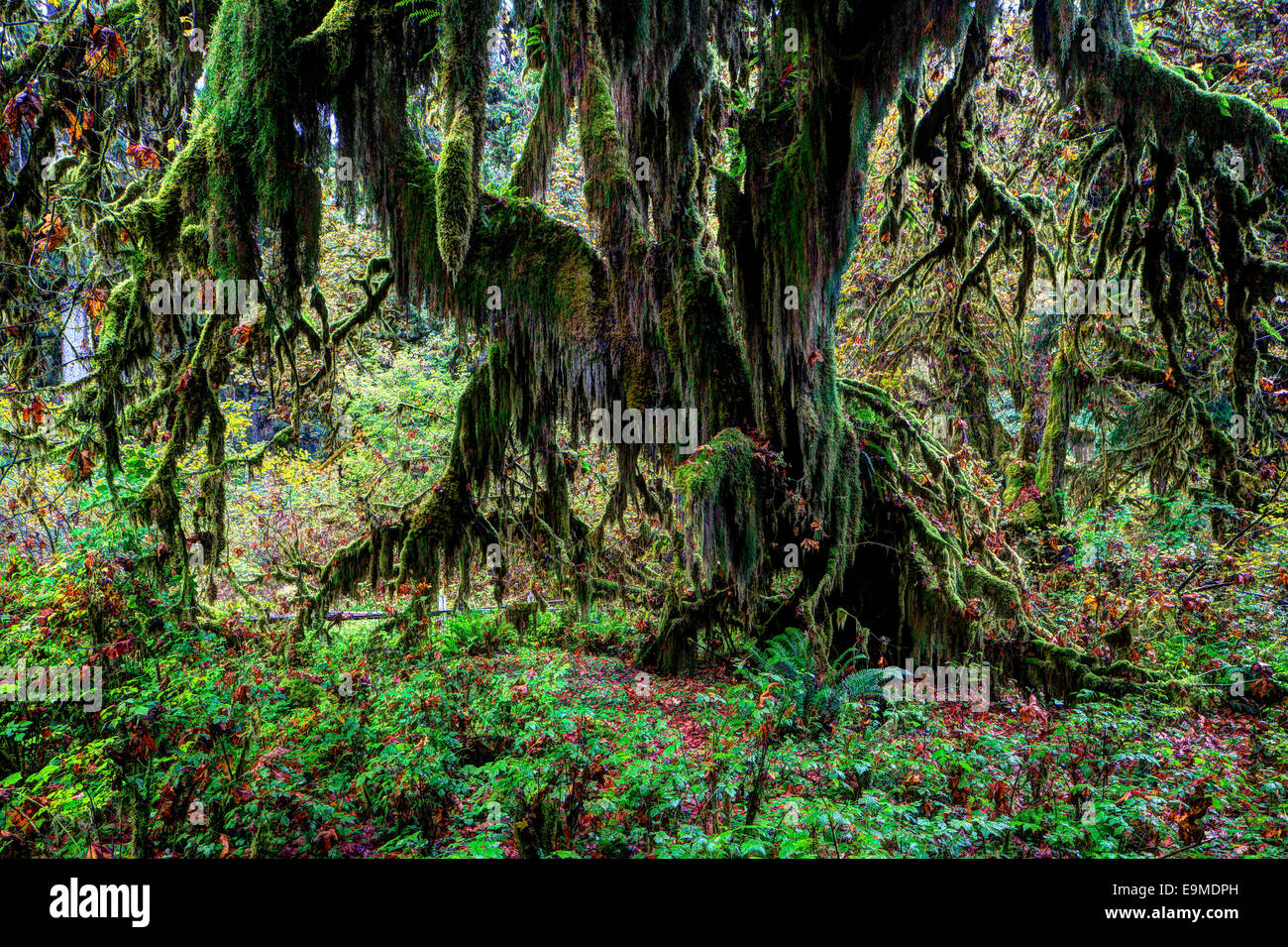 Hoh Regenwald, Olympic National Park, Gabeln, Washington, United States Stockfoto