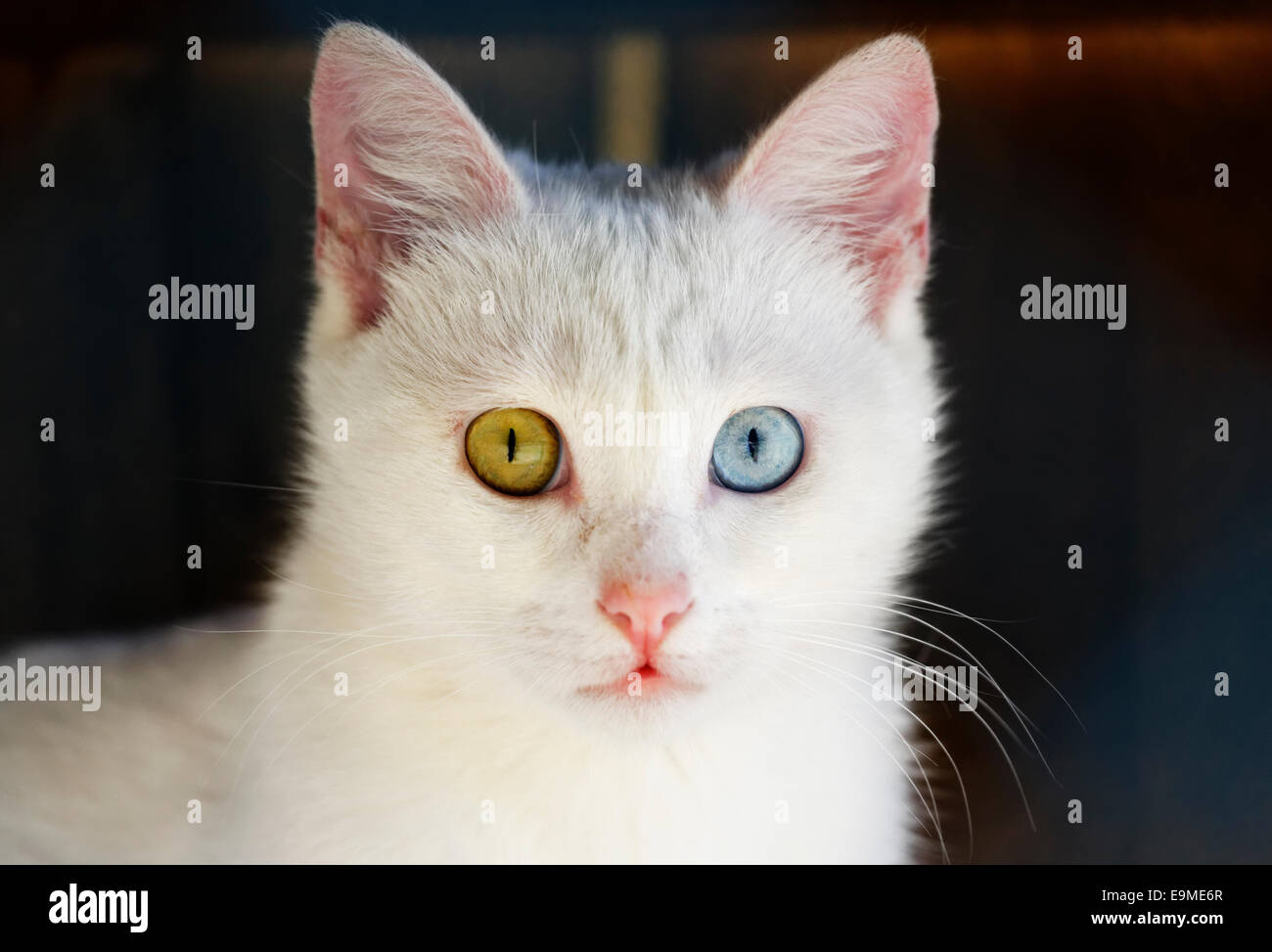 Türkische Van Katze mit anderen farbigen Augen, Van, Ost-Anatolien-Region, Südostanatolien, Türkei Stockfoto