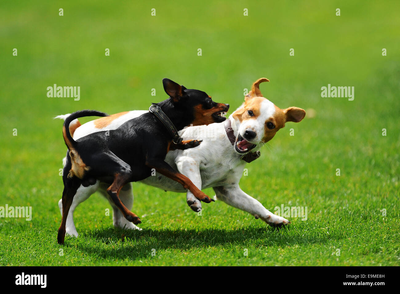 Zwei Hunde scharrt mit einander, Österreich Stockfoto
