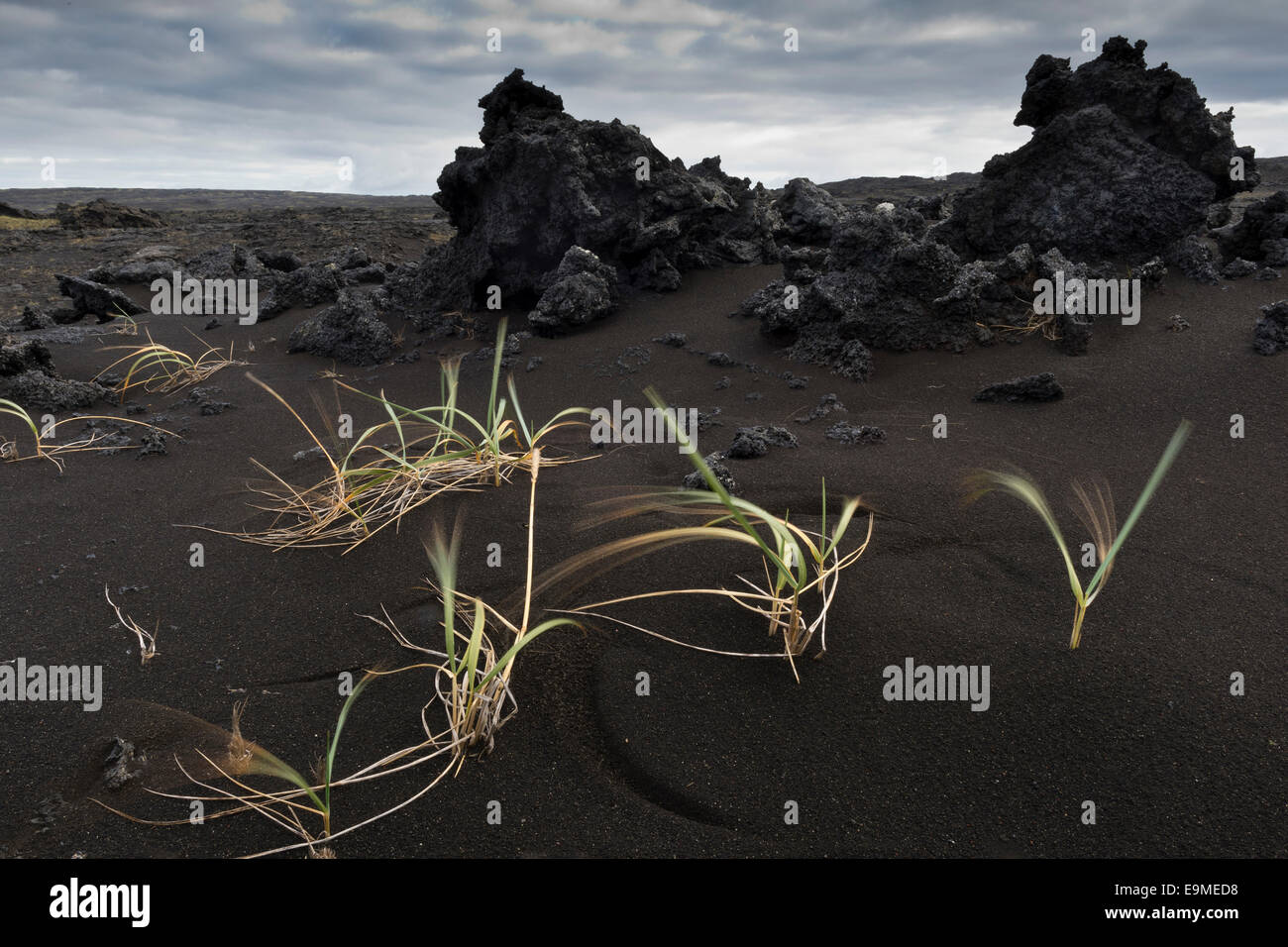 Gräser, die vom Windes, schwarzem Sand, Lava, Reykjanesskagi oder südlichen Halbinsel Reykjanes, Island aufgestapelt Stockfoto