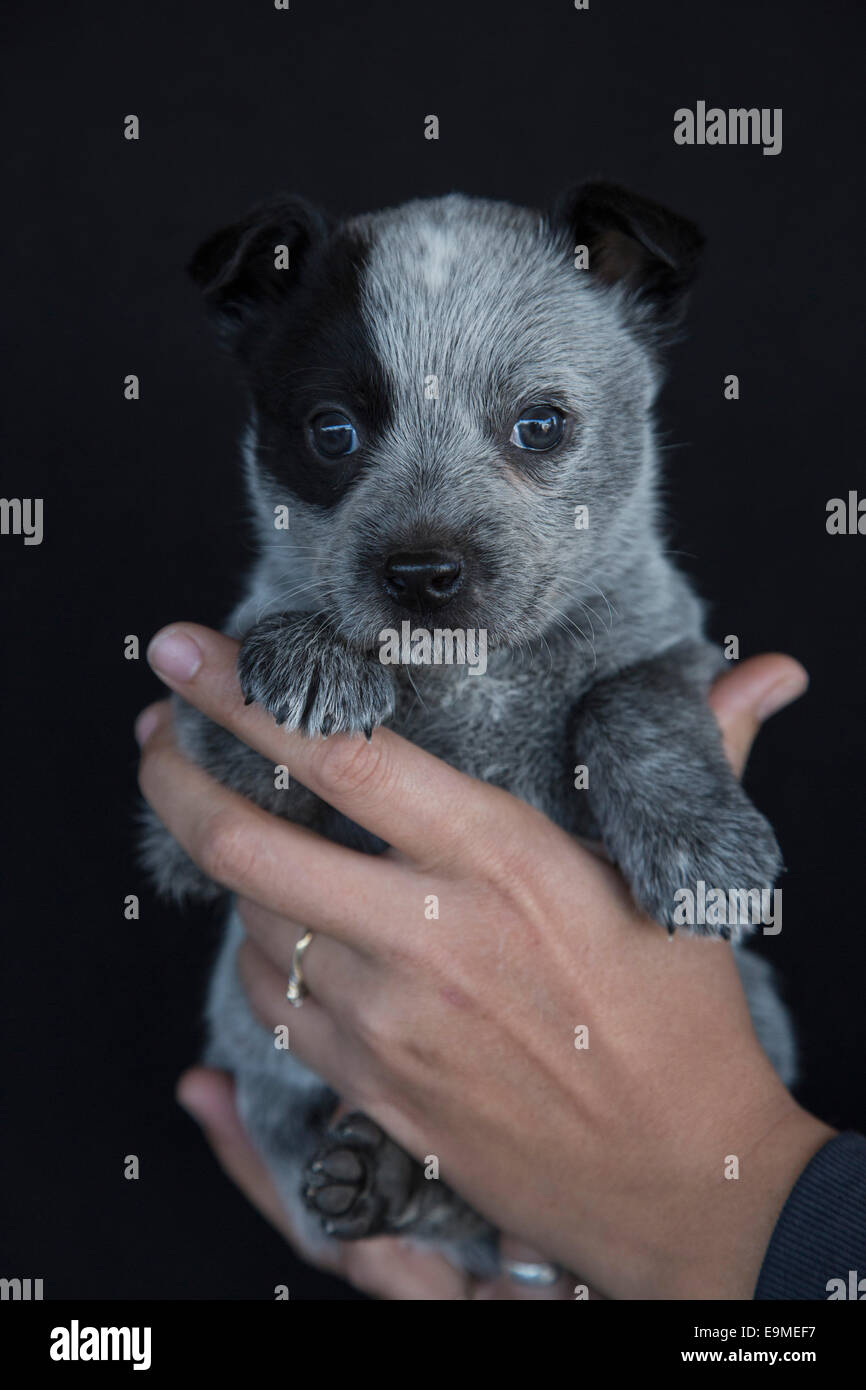 Nahaufnahme der Hand Holding niedlichen Welpen auf schwarzem Hintergrund Stockfoto