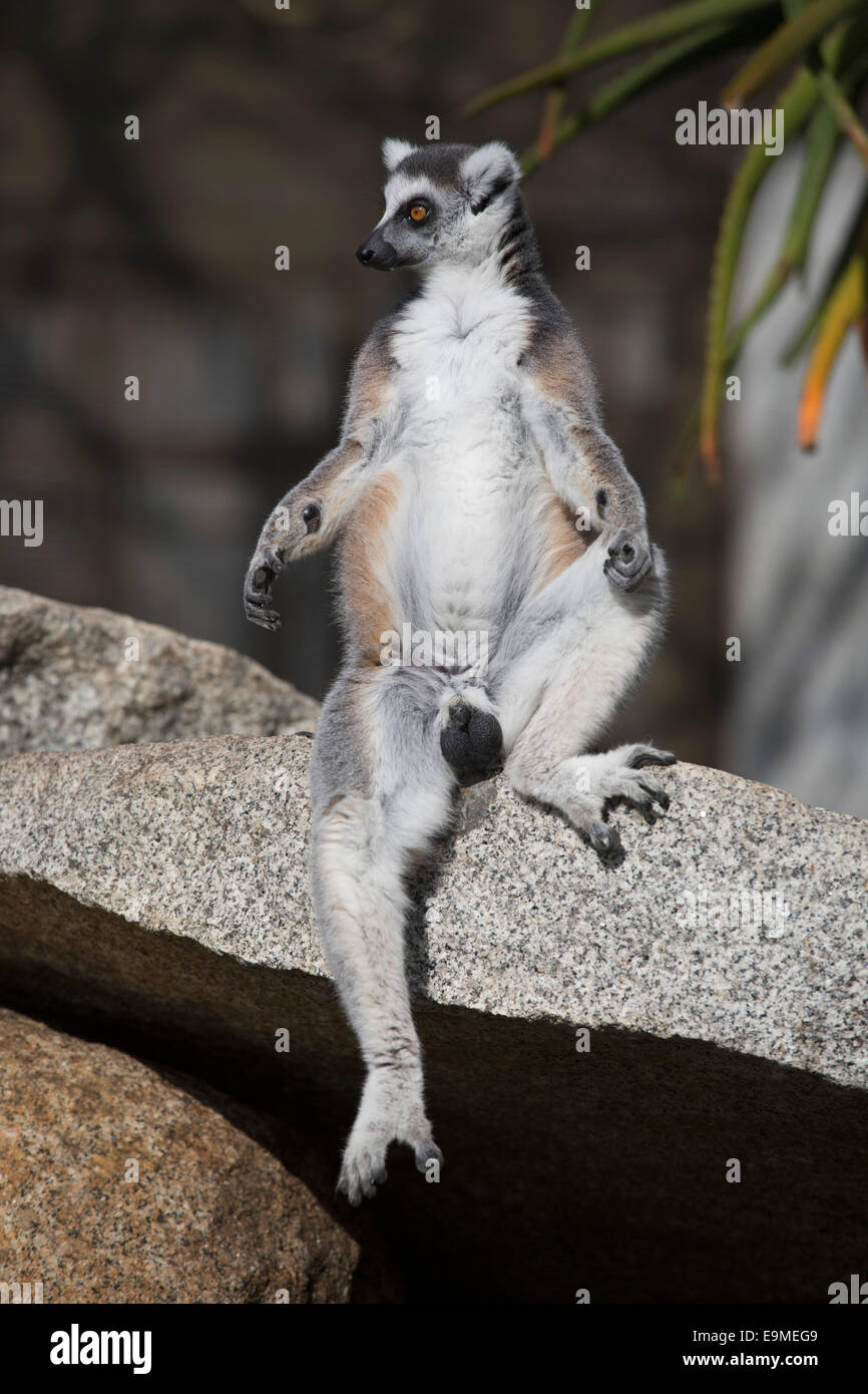 Gesamte Länge der Lemur wegsehen auf Stein im freien sitzend Stockfoto