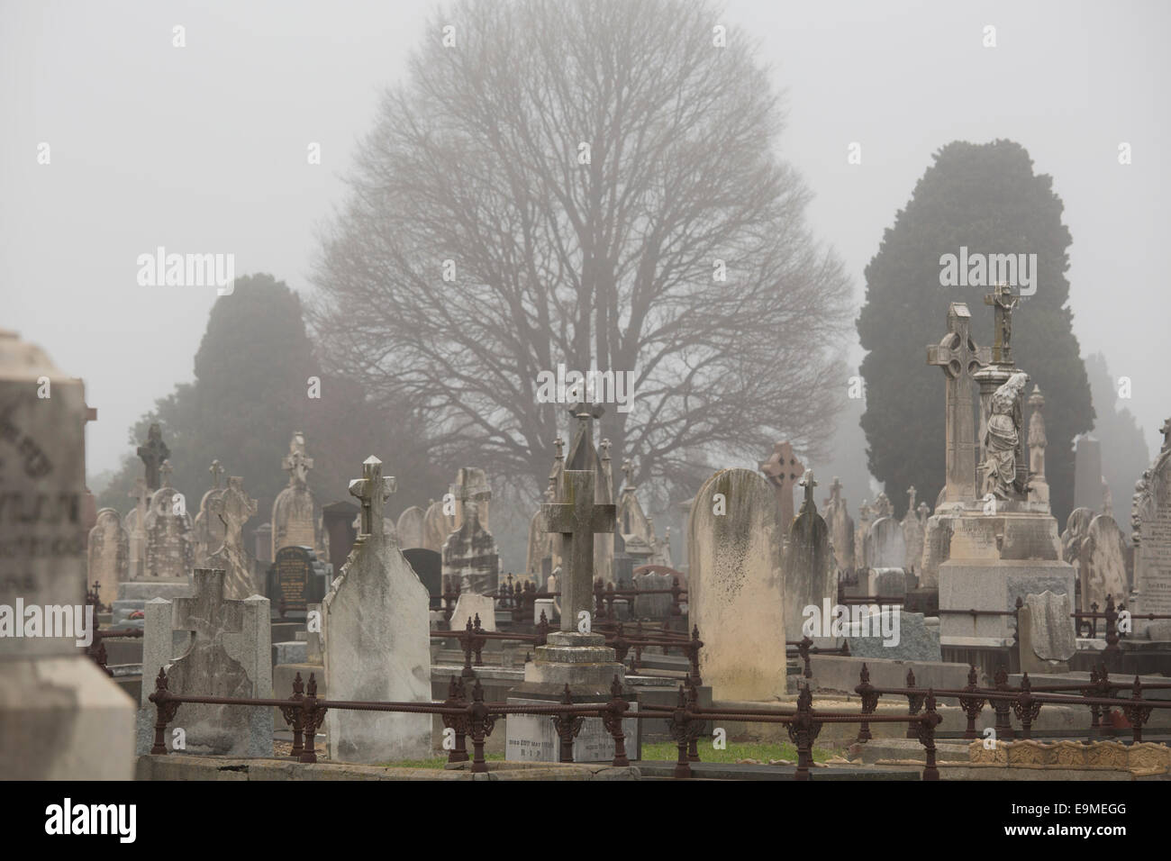 Grabsteine auf dem Friedhof gegen Bäume in Melbourne, Victoria, Australia Stockfoto