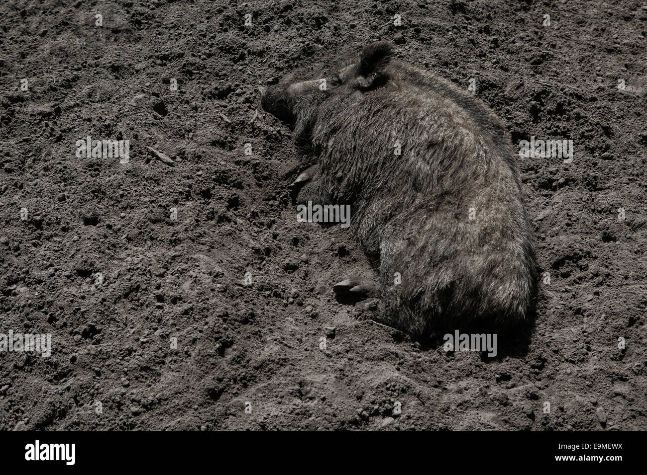 Erhöhte Ansicht des Schweins auf Schmutz liegen Stockfoto