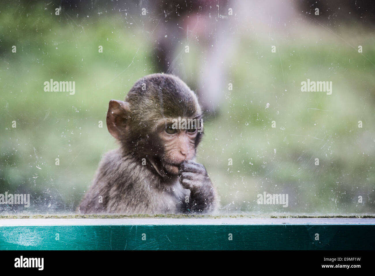 Junge Affen Blick durch Fenster Stockfoto