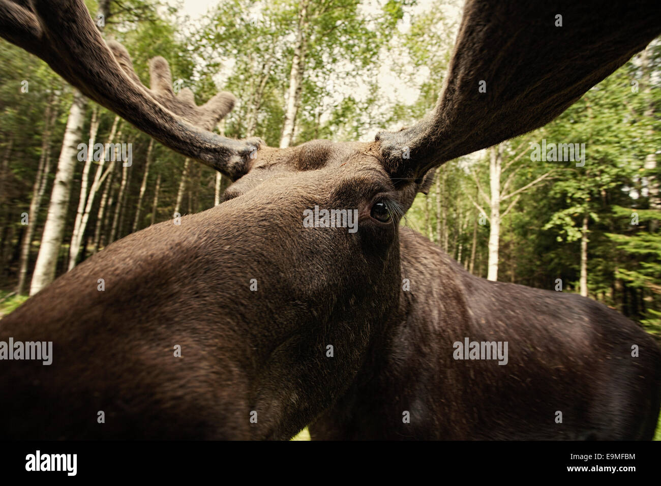 Nahaufnahme der Rentier im Wald Stockfoto